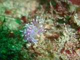 purple nudi.JPG